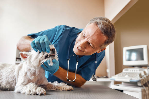Best 24-Hour Emergency Dentist in Auburn, GA